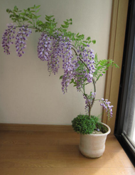 เมล็ดพันธุ์ วิสเทอเรีย บอนสี Wisteria Sinensis flower seeds บรรจุ 10 เมล็ด เมล็ดพันธุ์แท้ ต้นไม้มงคล ต้นไม้ฟอกอากาศ เมล็ดดอกไม้ ต้นบอนไซ ดอกไม้ปลูก ต้นไม้ตกแต่ง ต้นไม้ประดับ ต้นดอกไม้ เมล็ดพันธุ์พืช ต้นดอกไม้สวยๆ ไม้ประดับ บอนสีราคาถูก Climbing plants