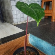 Tanaman hias Alocasia Zebrina batang merah