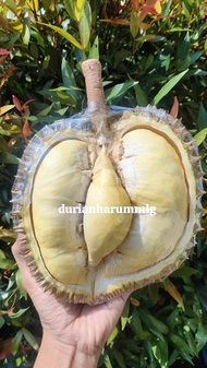Durian montong utuh Palu 4,5kg Jumbo Manis Bergaransi