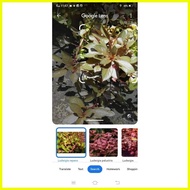 ✢ ▨ ⚾︎ Aquatic Stem plant Red Rubin for PKBM and Lemonade Ninja balloon molly