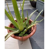 ALOE VERA/LIDAH BUAYA