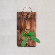 植栽 室內盆栽 植物 普鹿鹿角蕨 上板