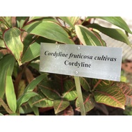Cordyline Garden Plant Signage