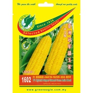 1602 F1 Hibrid Jagung Manis Asia Best