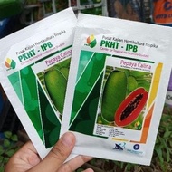 3 benih pepaya calina / california ipb isi 250 butir pkht ipb