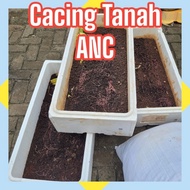 cacing tanah Merah hidup 500gr cacing tanah ANC