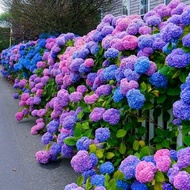 Color Mixing 50pcs/bag Hydrangea Flower Seeds Hydrangea Plant Bonsai Seeds for Planting Flowers Vege