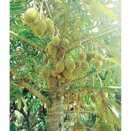 0🔥🔥BIG SLAES🔥🔥🏭Direct Kilang🏭 💥Baja Durian Musang King Duri Hitam D24 DLL