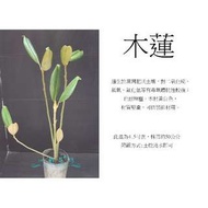 心栽花坊-木蓮/洋玉蘭/荷花玉蘭/4吋/香花植物/綠化植物/售價160特價150