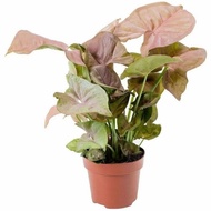Hiasan Taman - tanaman hias syngonium pink - syngonium ukuran 2-5 daun