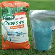 PREMIUM golf Grass seeds Imported Japanese Grass Seeds F1 Signal Grass Grass Seeds - Live Grass - li