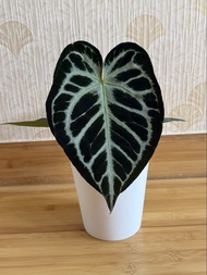 Anthurium Crystallinum 水晶花燭