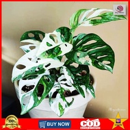 Tanaman hias Janbol Jepang impor varigata kuning/ putih / janda bolong japan - 3-4 daun