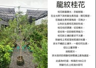 心栽花坊-四季桂花/龍紋桂花/蛇皮桂花/9吋/1單限制1盆/綠化植物/香花植物/綠籬植物/售價1500特價1200