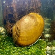 【冠昱水族】河蚌- 除藻螺 螺蚌貝類 高級餌料 造景水草
