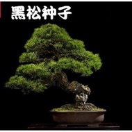 BENIH BLACK PINES WELCOMING PINE BONSAI HIGH QUALITY FRESH seed 黑松 引客松