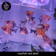 manfish red devils / angelfish red devil / ikan manfish ikan layang