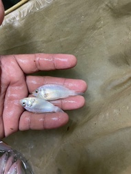 Benih  anak ikan talapia merah utk pasaran Selangor shj