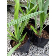 anak pokok bawang dayak