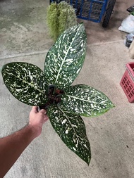 อโกลนีมา มรดกโลก Aglaonema World of heritage