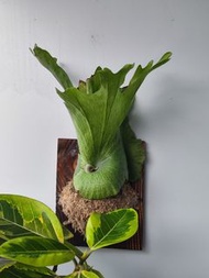 女王鹿角蕨