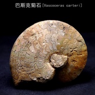 Natural Nigerian Ammonite Fossil Basque Ammonite Fossil Ancient Marine Life Fossil Rough Stone Anima