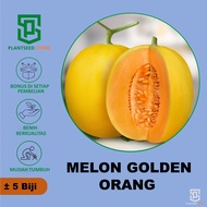 PlantSeed - 5 Benih Bibit Buah Melon Golden Orange Melon Kuning Super
