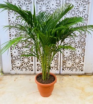 Areca palm nice plant and purify plant easy to take care ~8-9 inches pot size 2-2.5ft ht they can t