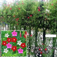 Ready Stock Flower Seed Crpress Vine Biji Bernih Bunga Crpress Vine花种子羽叶茑萝