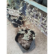 Variegated African Talisay