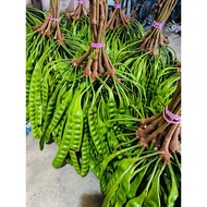 Petai Fresh  9 Keping RM9.90
