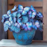 [E-commerce] Moonlight Butterfly Flower Seed Butterfly Seed Cordieria Flower Seed Courtyard Garden F