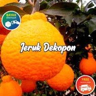 Bibit Tanaman Buah Jeruk Dekopon Super Genjah Pohon Buah Jeruk Dekopon