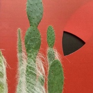 Cactus Radiation-Proof Wood Auspicious Balcony