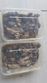Umpan Tiseng (Tikus oseng) isi 5 ekor
