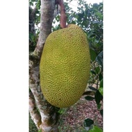 POKOK NANGKA MADU J33