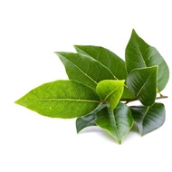 10 pieces of fresh bay leaves