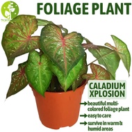 [Local Seller] Caladium Xplosion Houseplant Indoor or Outdoor Foliage Plant | The Garden Boutique - Live Plants
