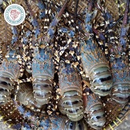 Terlaris Lobster Laut Hidup 1Kg (Isi 5-6 Ekor) Medium Lobster