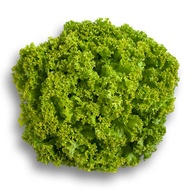 Lettuce Locarno RZ Pelleted Seeds by Rijk Zwaan  | Repacked 100pcs | Original Package 1000pcs