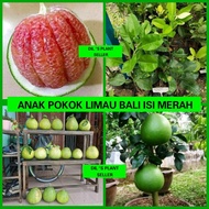 ANAK POKOK LIMAU BALI (ISI MERAH) HYBRID