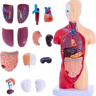Benzhong-Human Anatomy Study Models 15-Piece Removable 11-Inch Human Torso Anatomy Model with Intern