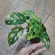 Monstera Adansonii Aurea