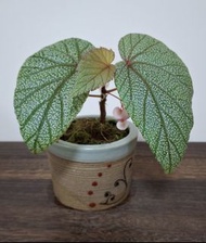 辛巴達秋海棠 開花盆栽 Begonia Plant in Decorative Pot