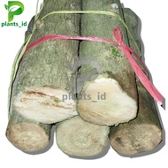 Stek Sancang Stek Tanaman Sancang Bahan Bonsai Stek Sancang Dewasa Sancang Jumbo Tanaman Sancang Bah