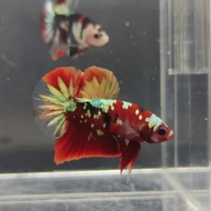 red koi copper cupang