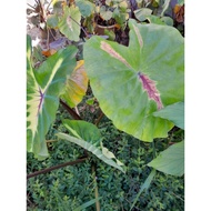 COLOCASIA LIGHT PILLAR