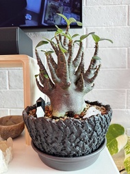 紫黑皮泰國哥斯拉B沙漠玫瑰 MSize 