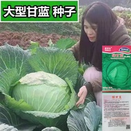 Original Kale Seeds Vegetable Seeds Vegetable Seeds Farm Vegetable Garden Pastoral Vegetable Seeds A