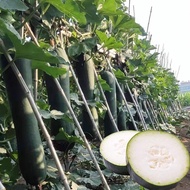 Black Winter Melon Seeds 5g /Biji Benih Kundur Hitam /黑皮冬瓜种子